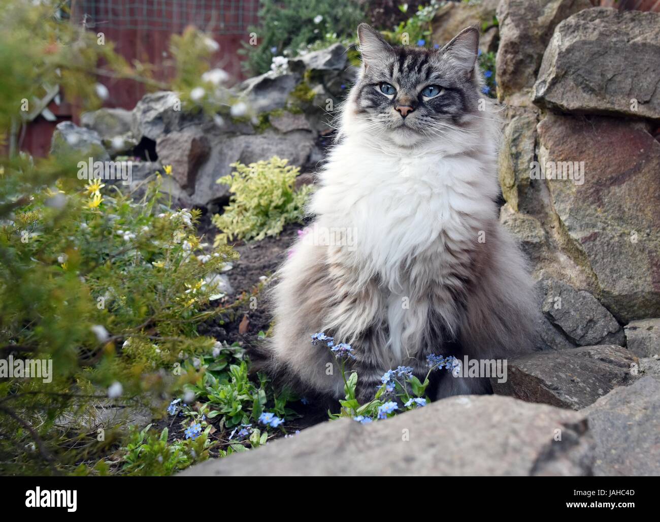 Ragdoll (Lynx Seal Tabby) Pedigree Cat seduti all'aperto. Foto Stock