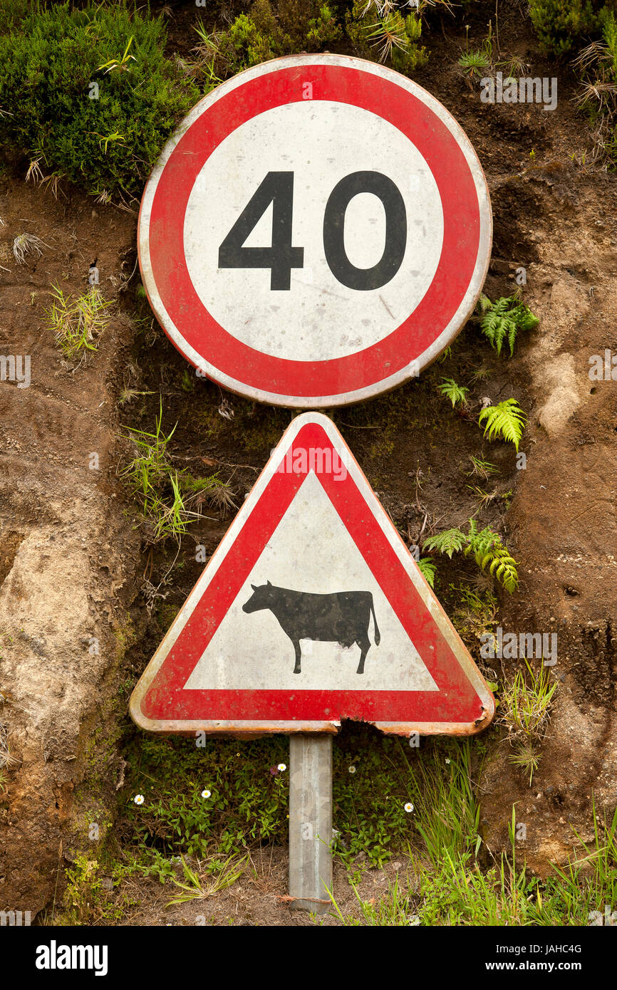 I cartelli stradali. Bovini di attraversamento di un cartello di segnalazione obbligatoria e il segnale di limite di velocità. Isole Azzorre, Portogallo. Foto Stock