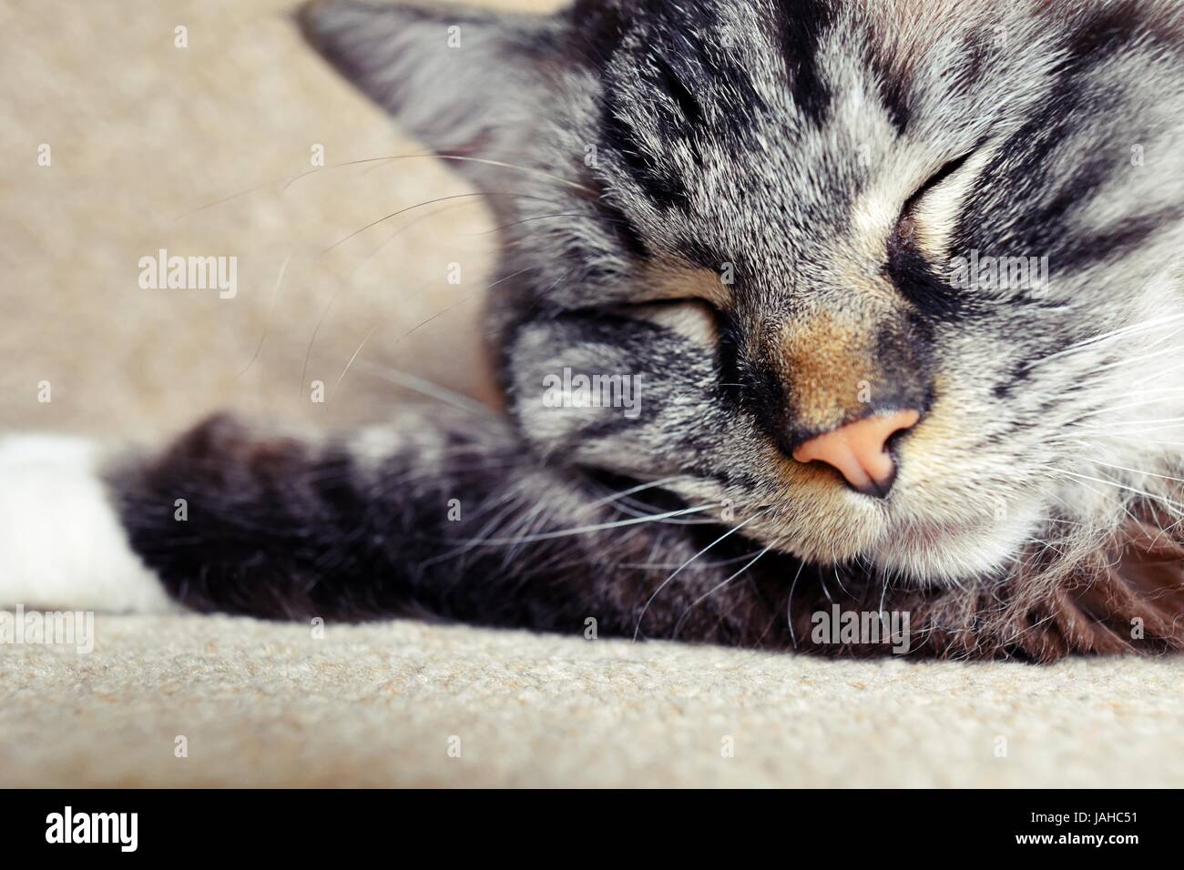 Sleeping Pedigree gatto Ragdoll (sigillo Mitted Lynx Tabby) Close Up. Foto Stock