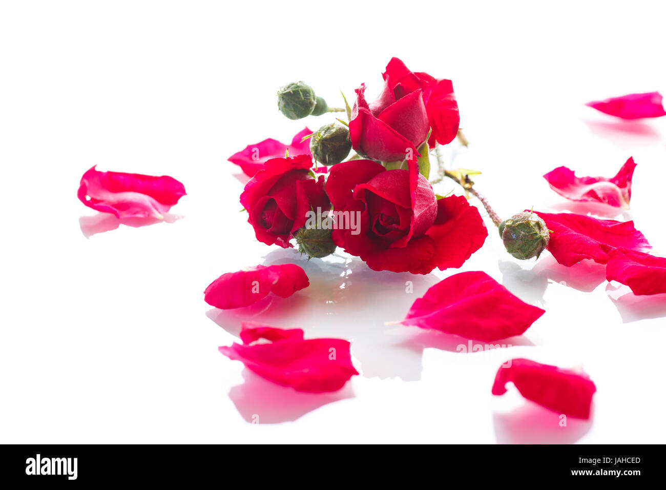 Red Rose isolato Foto Stock