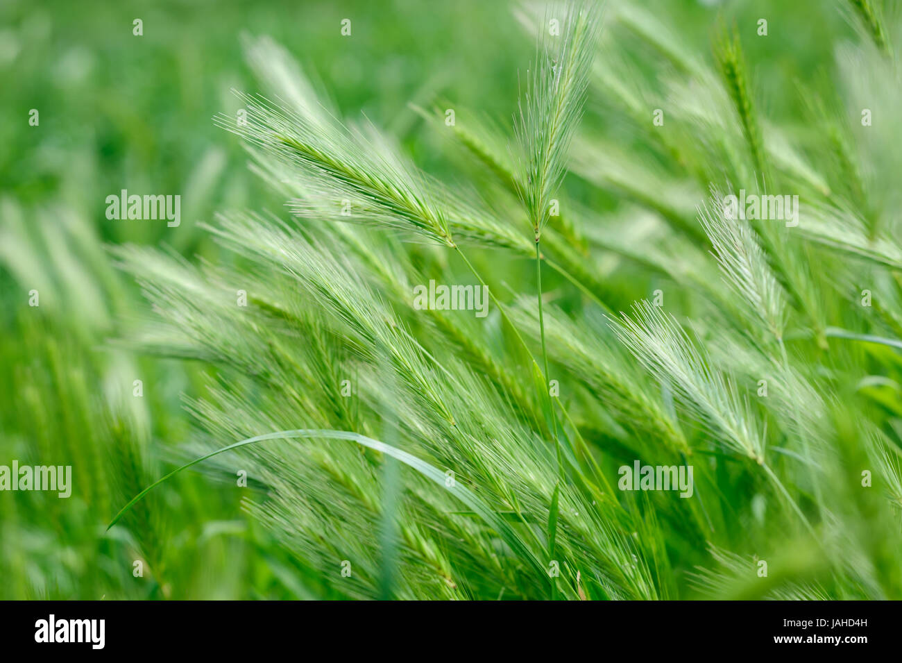 Rass verde sullo sfondo dei picchi Foto Stock