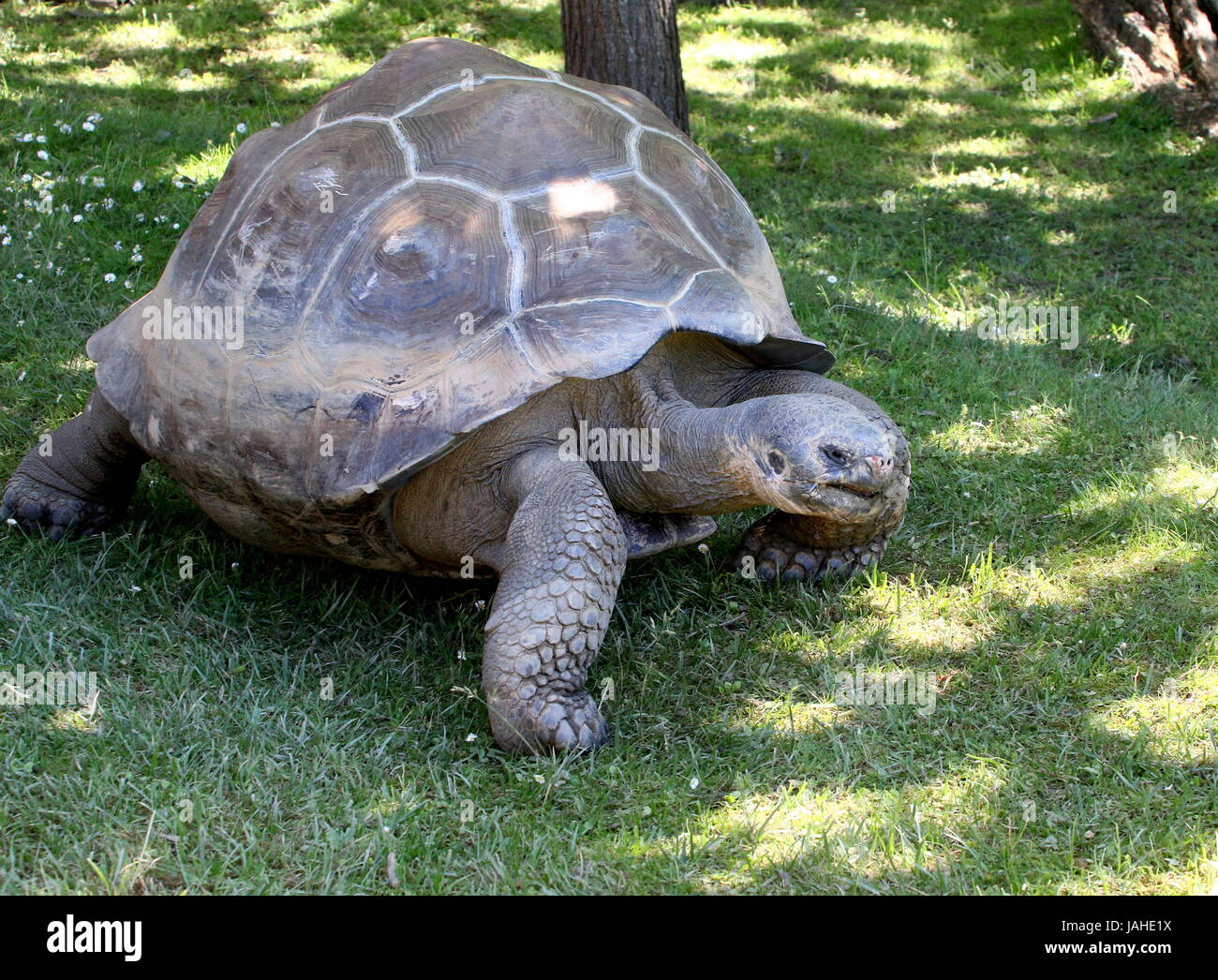 Le Galapagos La tartaruga gigante (Chelonoidis nigra). Foto Stock