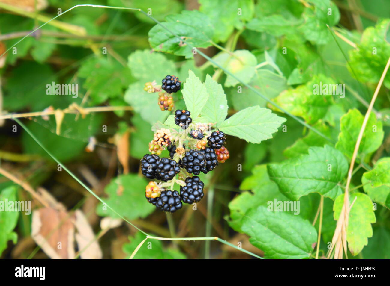 More selvatiche che crescono su strada quando è venuto fuori il Magura Cave, proprio accanto al lago Rabisha, a nord-ovest della Bulgaria. Foto Stock