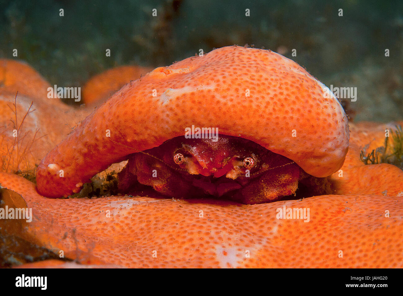 Guscio di colore arancione in cerca di cibo Foto Stock
