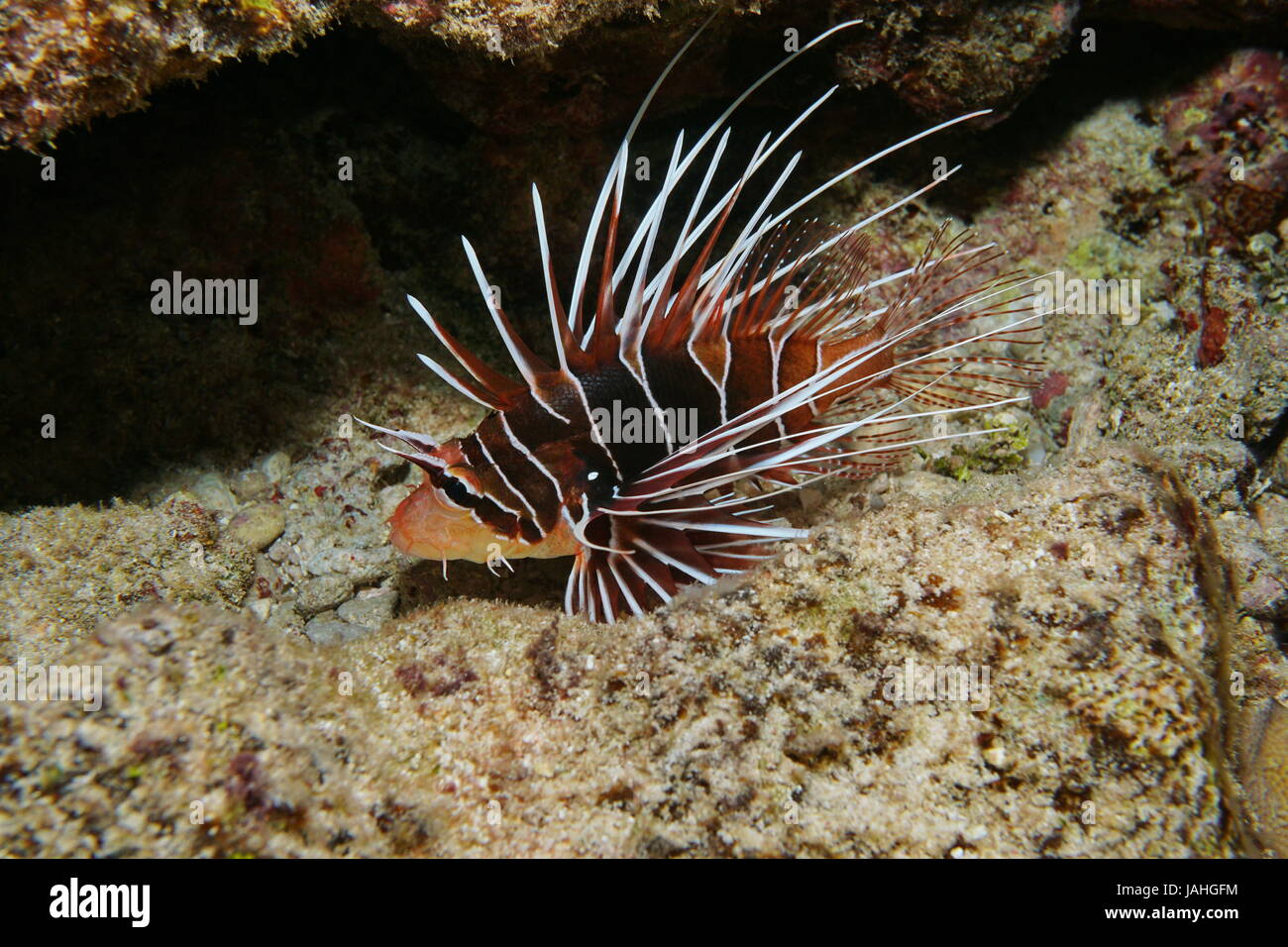 Un pesce tropicale clearfin leone, Pterois radiata, subacqueo nella laguna di Bora Bora, oceano pacifico, Polinesia Francese Foto Stock