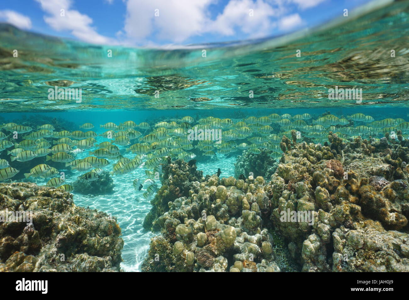 Una scuola di pesce con coralli in acque poco profonde e nuvoloso cielo blu sopra la superficie del mare oceano Pacifico, laguna di Huahine, Polinesia Francese Foto Stock