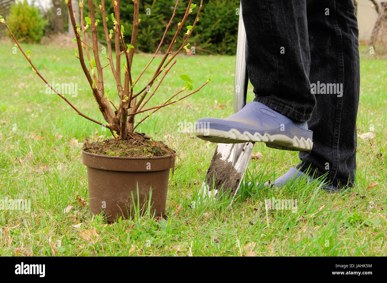 Strauch einpflanzen - piantare un arbusto 06 Foto Stock