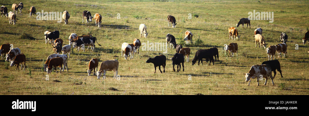 Un sacco di mucche mangiano l'erba su una collina Foto Stock
