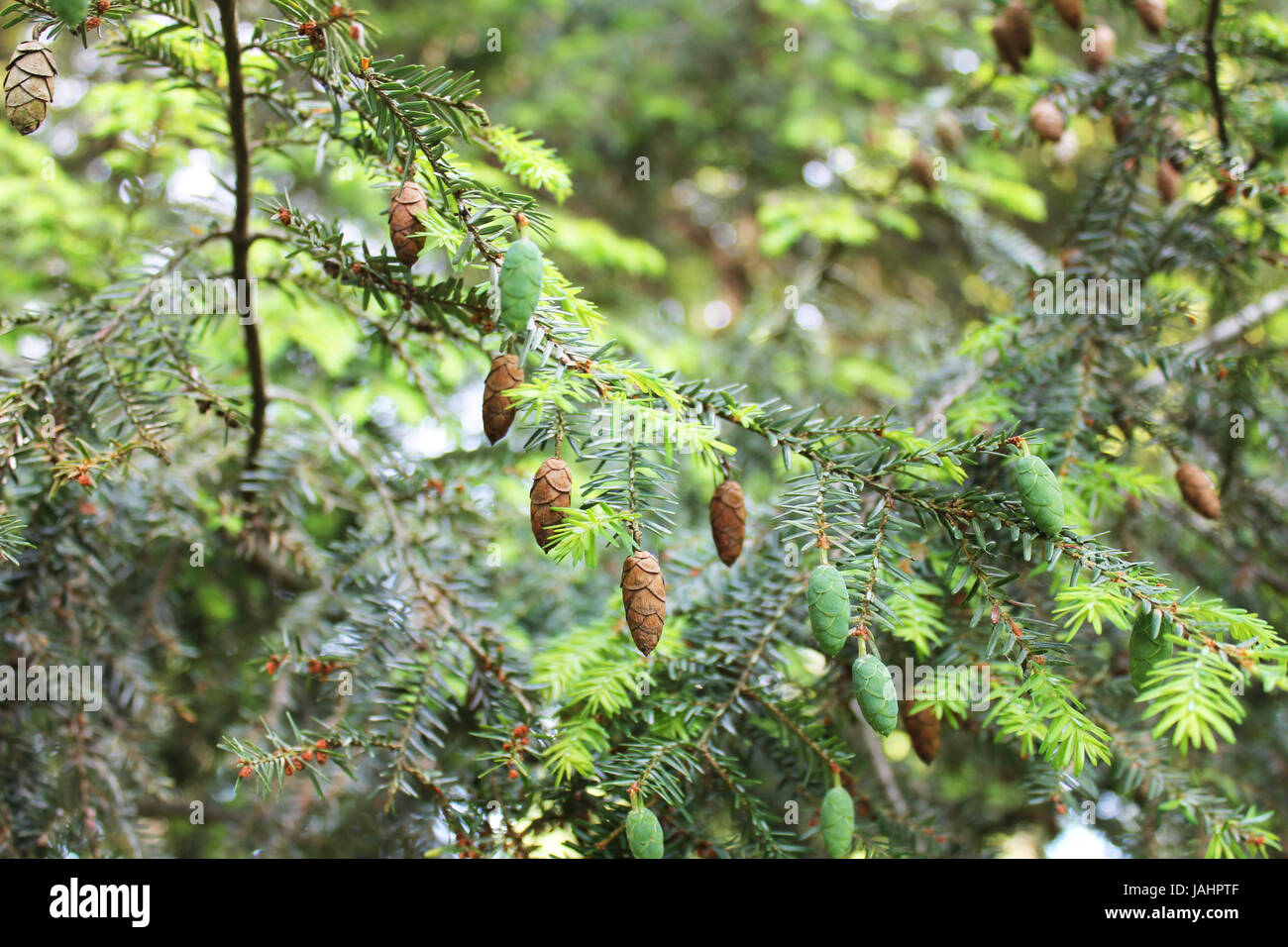 La cicuta tree con piccoli coni pezzata in luce tra la foresta Foto Stock