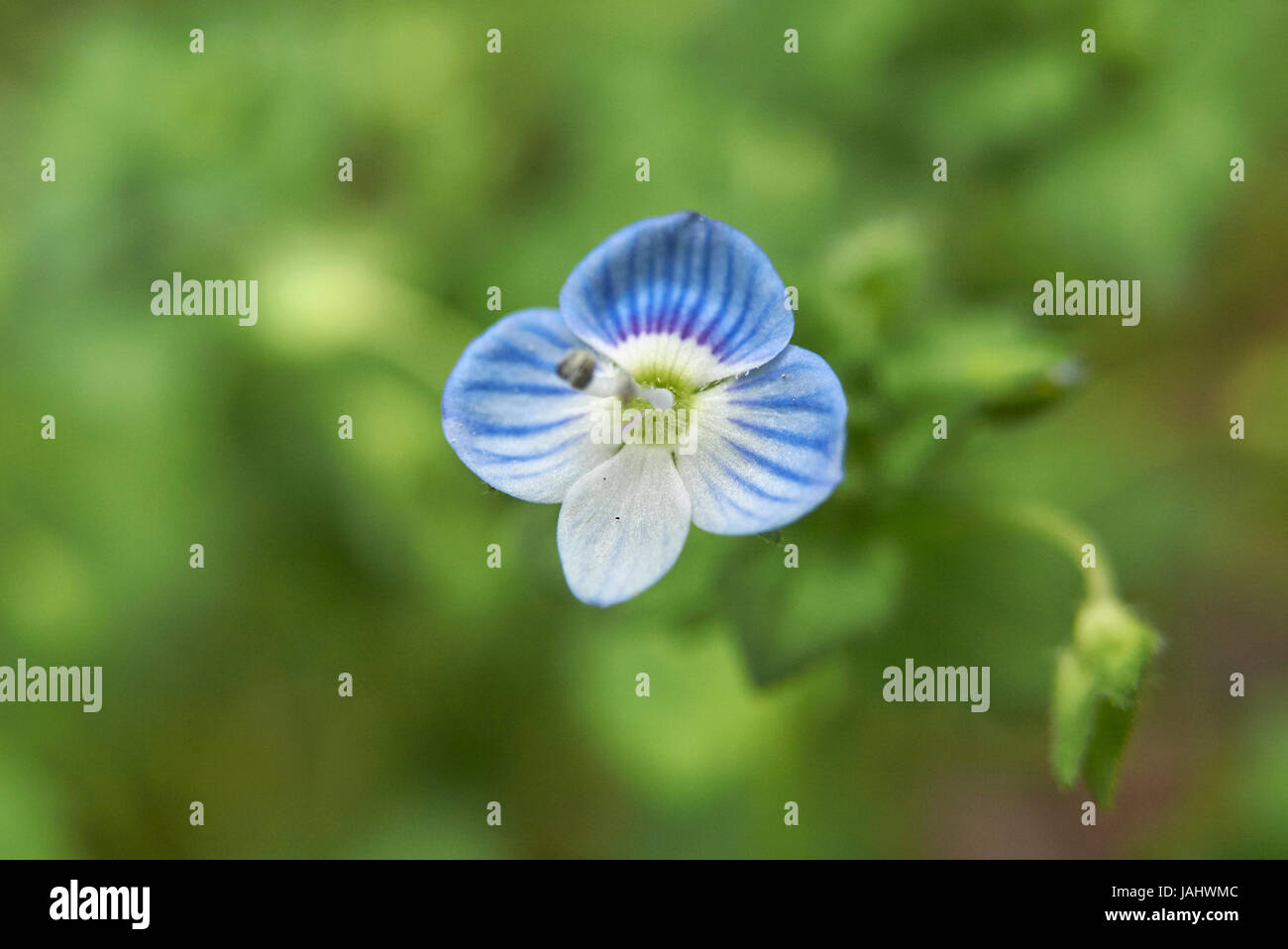 Veronica persica Foto Stock