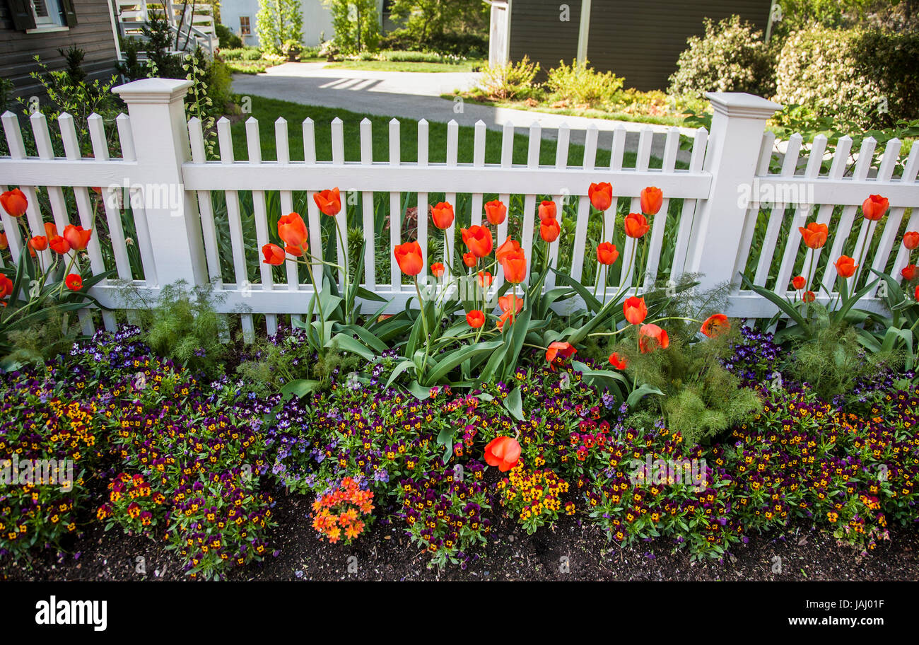 Orange tulipani giardino bianco picket recinto giardino, Strausburg, Pennsylvania, Stati Uniti, Stati Uniti, Pantone corallo arancione, isolato piantando bulbi di confine fila Foto Stock