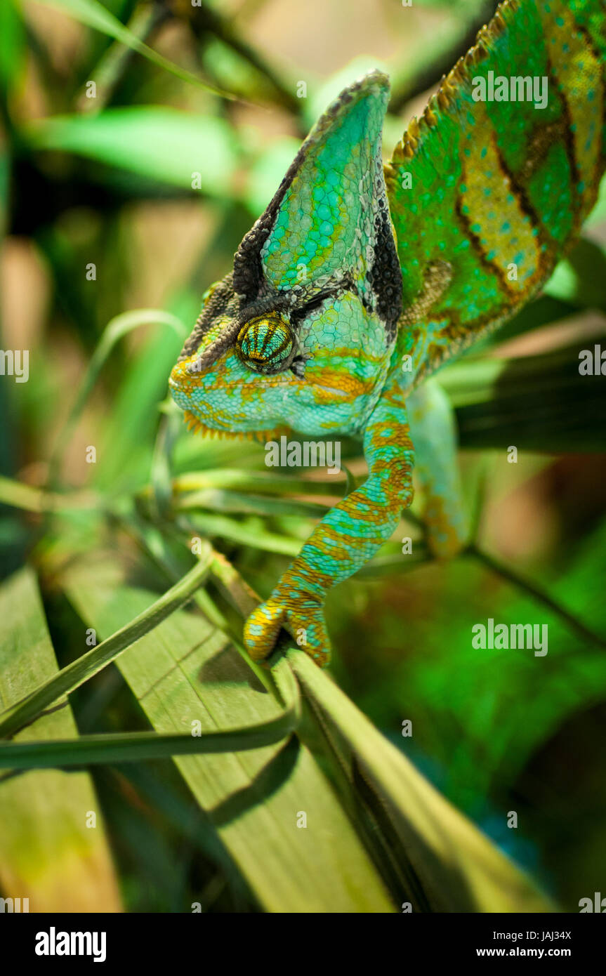 Chameleon su un ramo Foto Stock