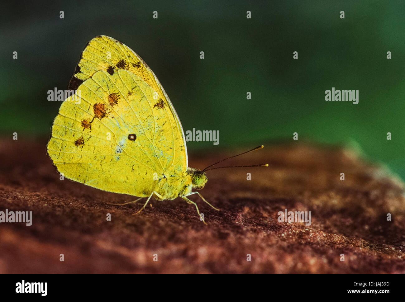 Comune giallo Erba butterfly,(Eurema hecabe), di Keoladeo Ghana National Park, Bharatpur Rajasthan, India Foto Stock