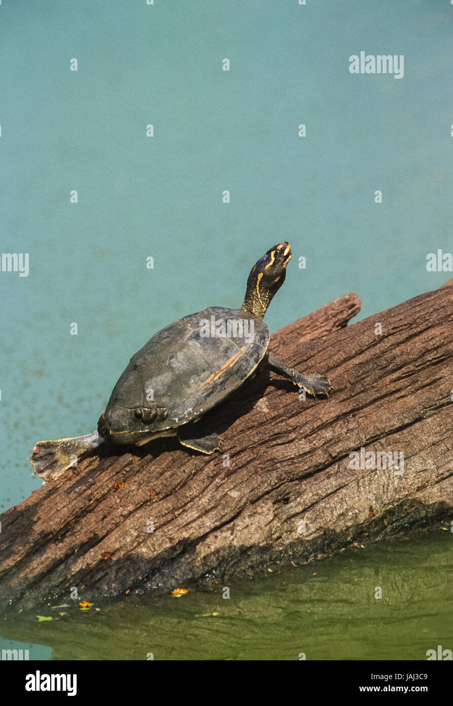 Incoronato river turtle noto anche come fiume Brahminy tartaruga, (Hardella thurjii), di Keoladeo Ghana National Park, Bharatpur Rajasthan, India Foto Stock