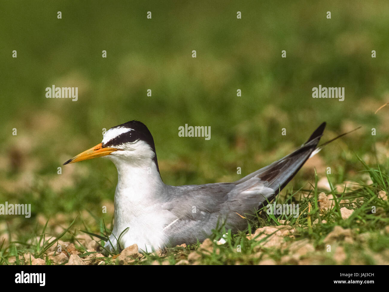 Piccolo Tern, albifrons di Sternula, su nido di terra, Bhavnagar, Gujarat, India Foto Stock