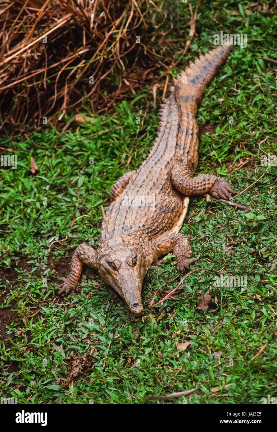 Australian coccodrillo di acqua dolce o Johnstone's Crocodile,(Crocodylus johnstoni), poggia nei pressi di un laghetto di acqua dolce creek, Queensland, Australia Foto Stock