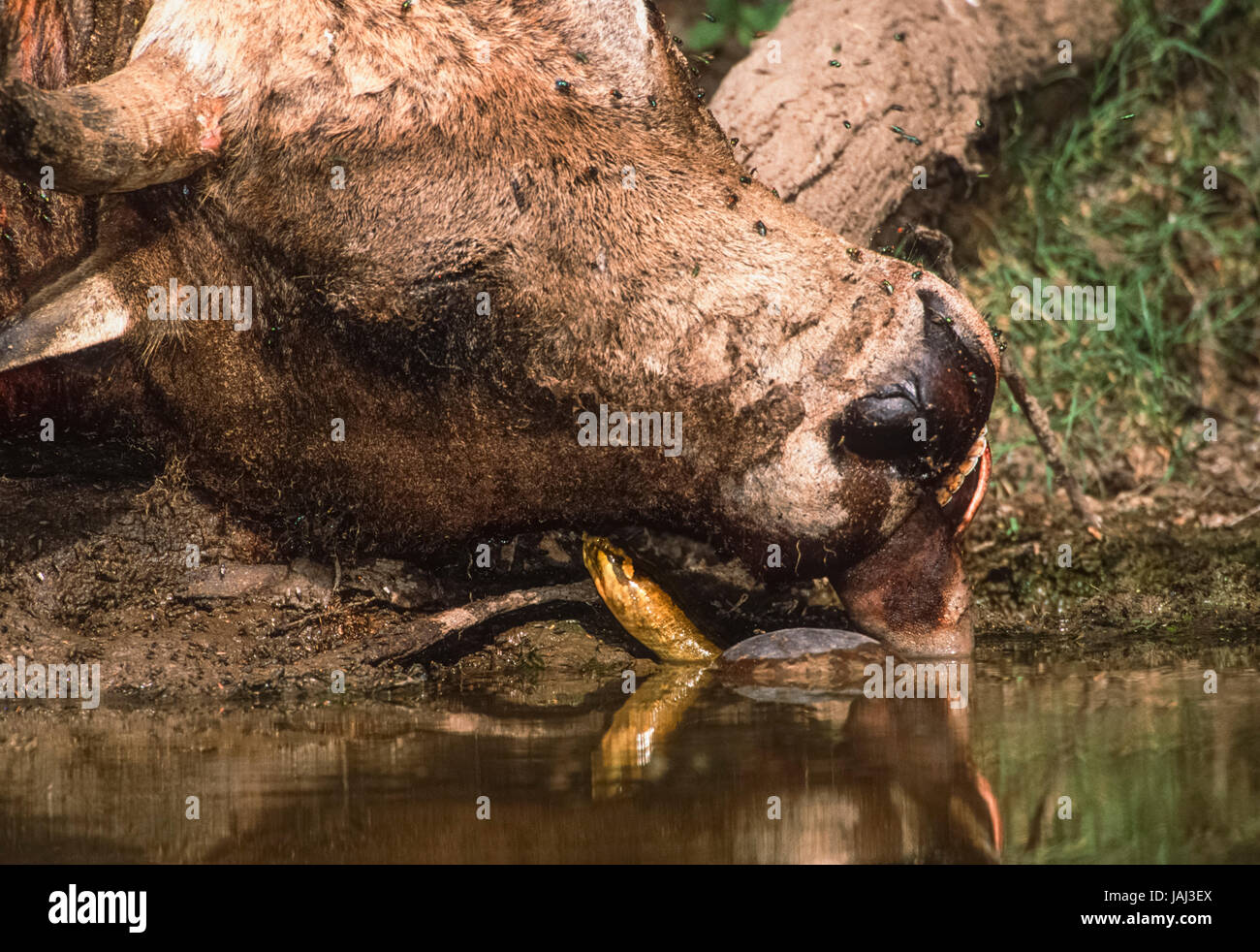 Indian softshell tartaruga, (Aspideretus gangeticus), alimentazione sulla carcassa di vacca, Keoladeo Ghana National Park, Bharatpur Rajasthan, India Foto Stock