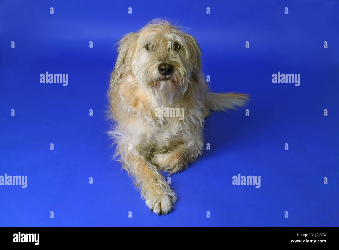 Bellissimo cane soffici su sfondo blu. Girato in Studio Foto Stock