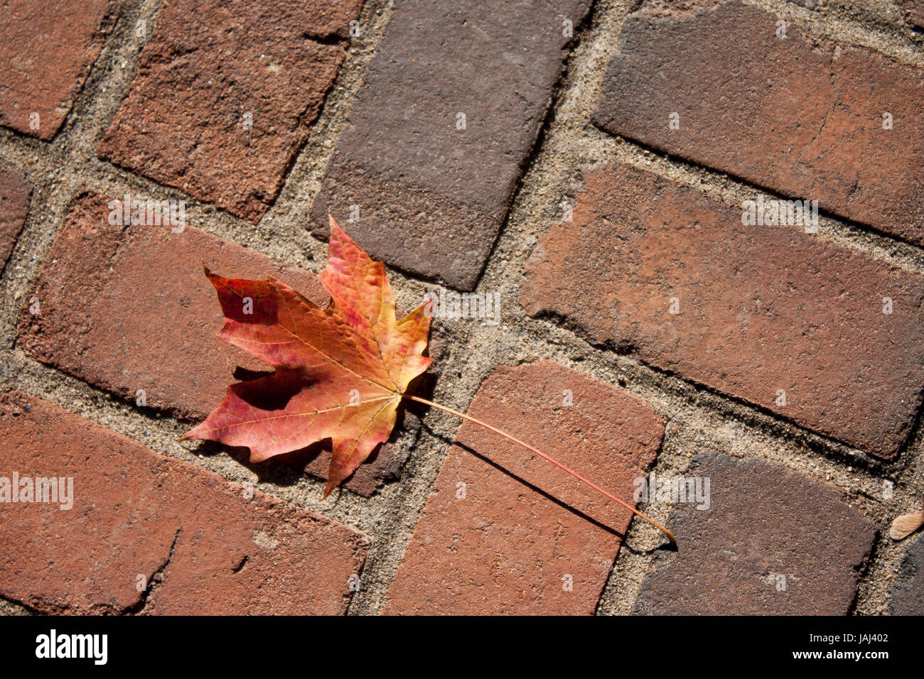 Una foglia di lone siede su un marciapiede di mattoni. Foto Stock