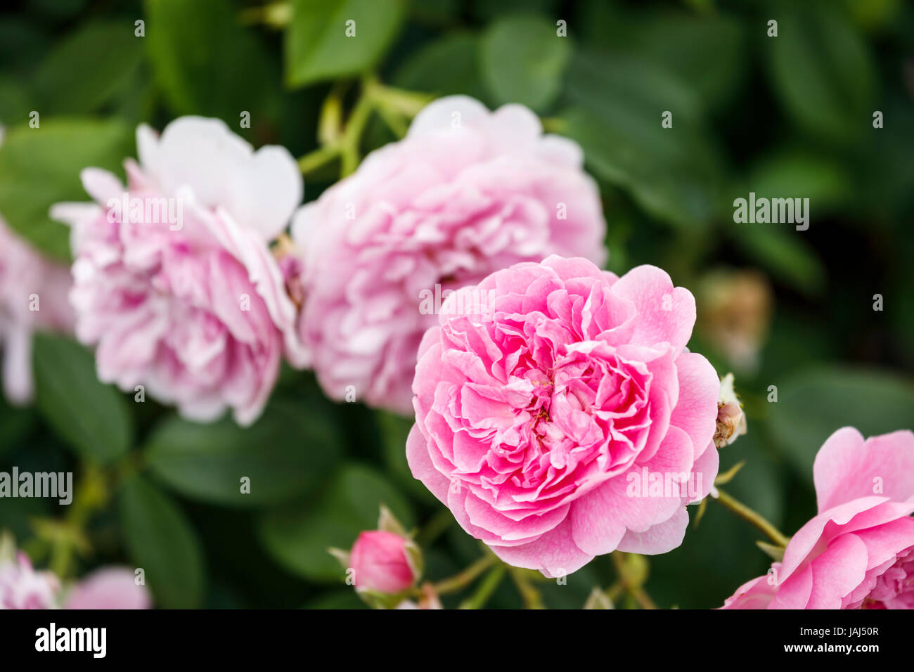 Rosetta rosa David Austin rosa ad arbusto 'Rosa Harlow Carr' Aushaus fioritura a inizio estate RHS Wisley Gardens, Surrey, Inghilterra sudorientale, REGNO UNITO Foto Stock