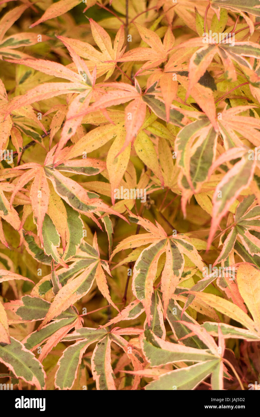 Acre Palmatum Shiraz Foto Stock