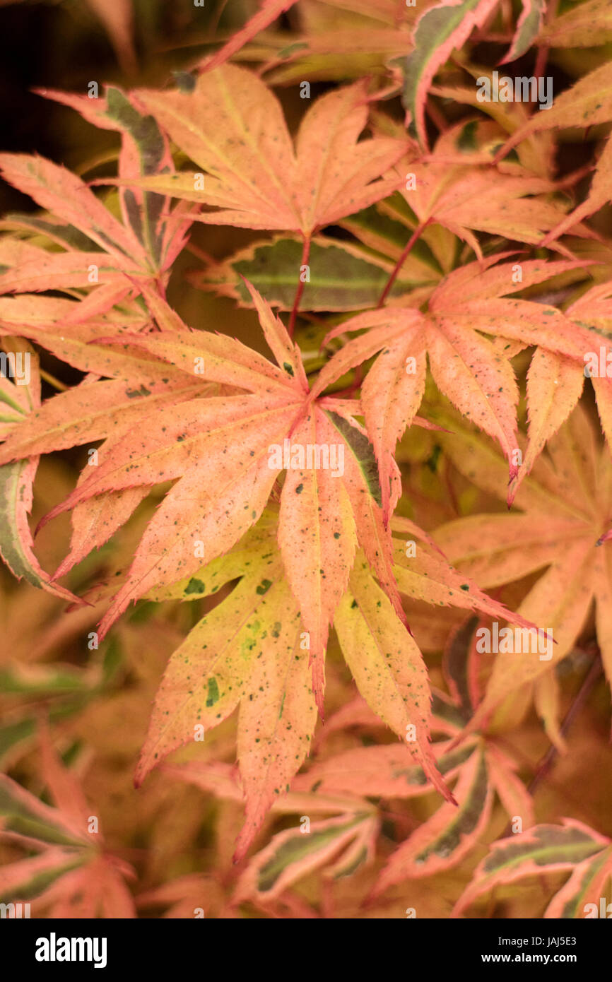 Acre Palmatum Shiraz Foto Stock