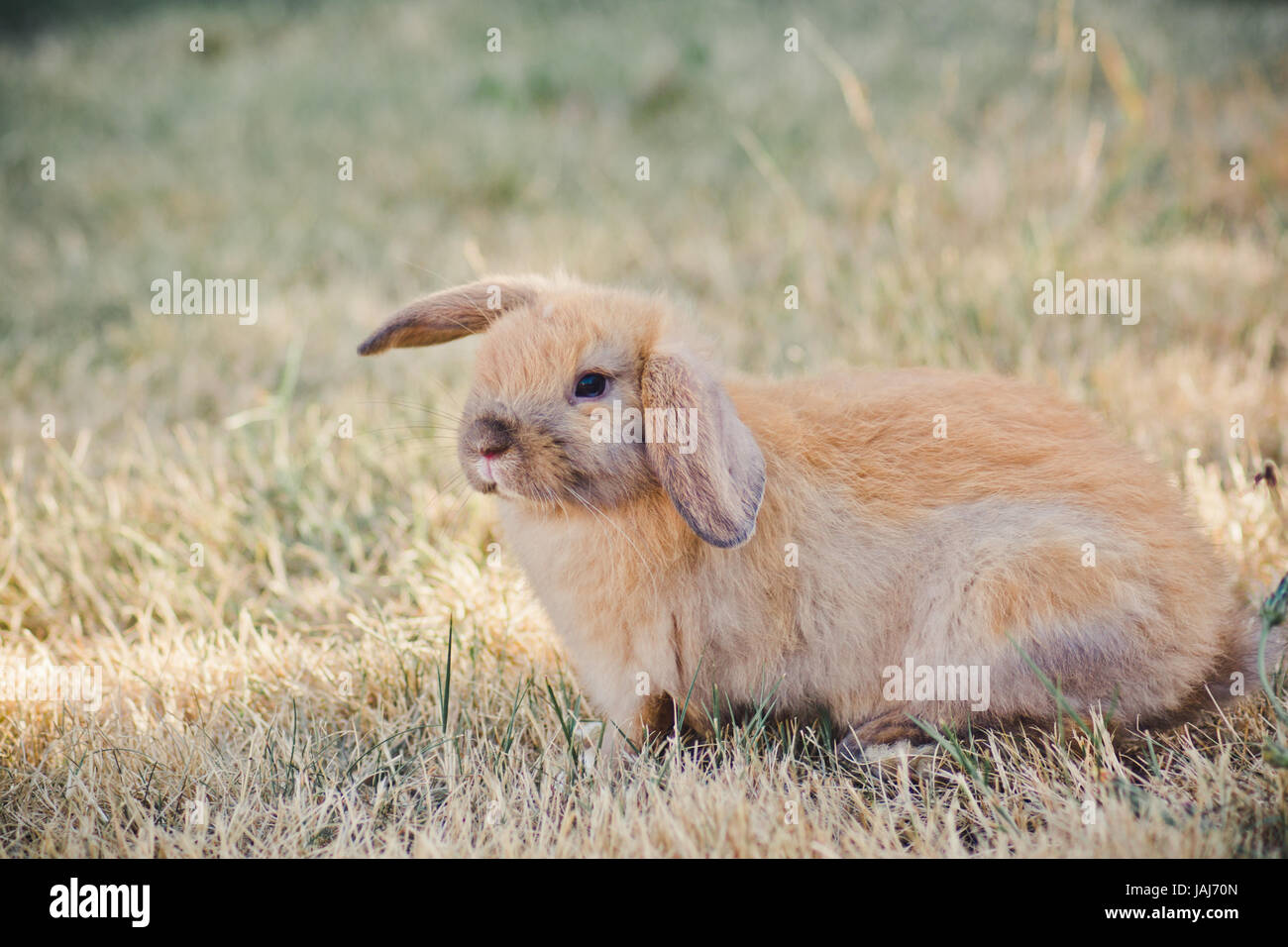 Tan Holland Lop Bunny Foto Stock