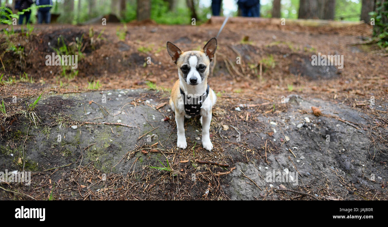 Un chihuahua dog sitter nella foresta guardando la fotocamera Foto Stock