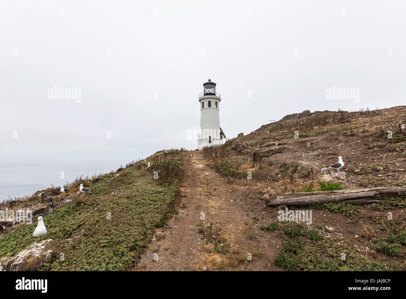 Anacapa Island Lighthouse con nidificazione dei gabbiani presso il Parco Nazionale delle Channel Islands nella California Meridionale. Foto Stock