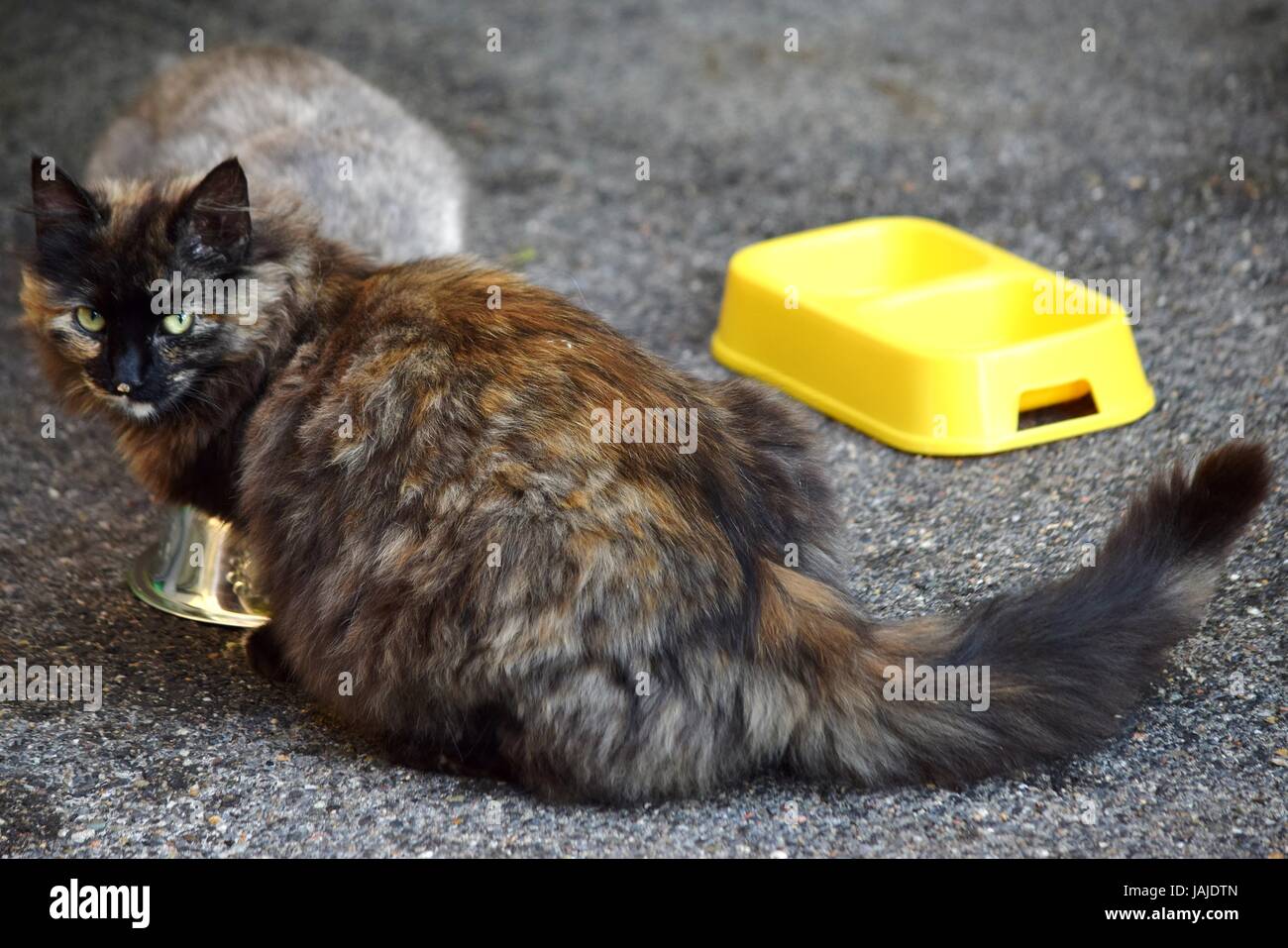 Marrone e grigio (due) Cat / Gatti mangiare insieme Foto Stock