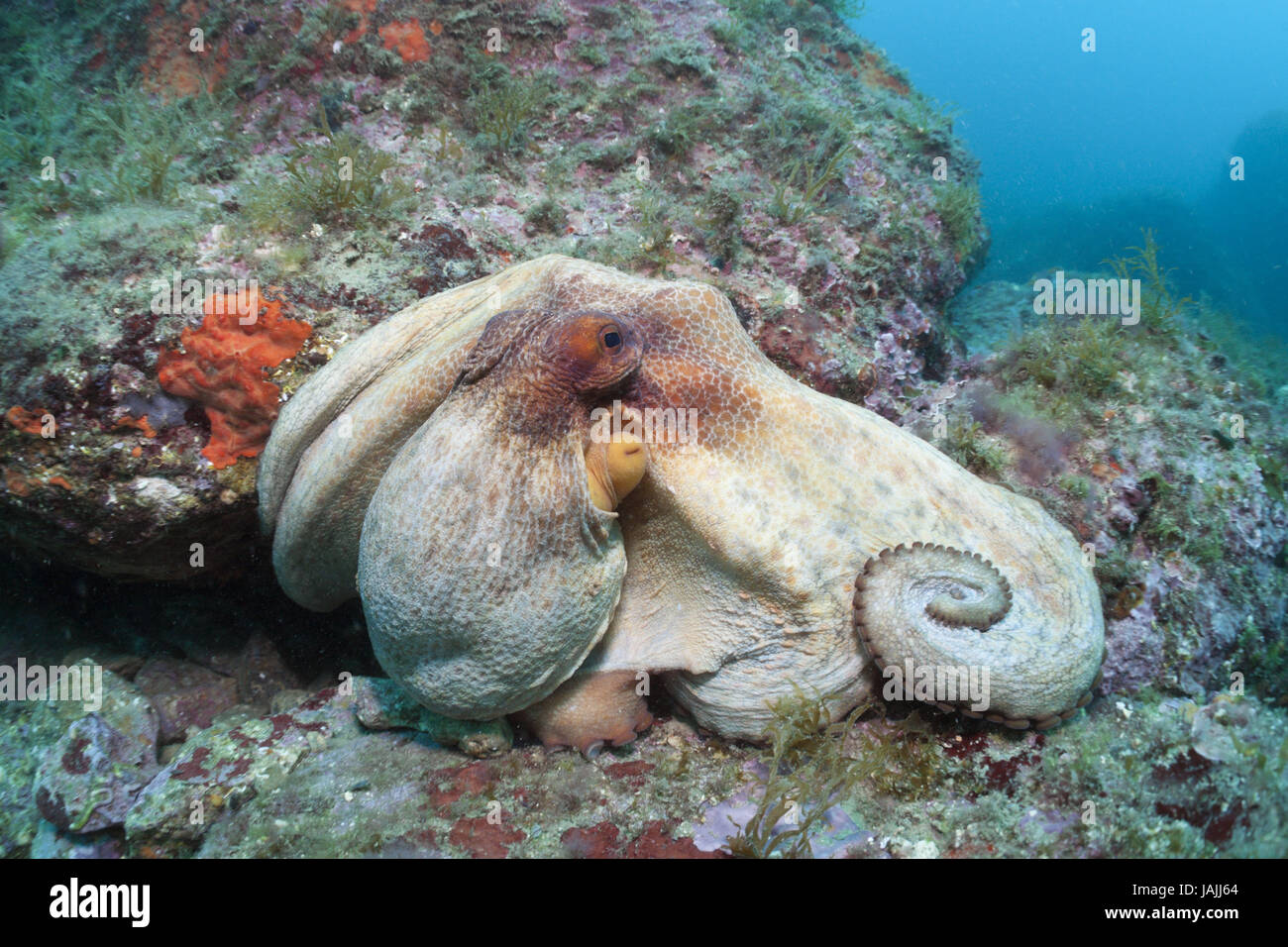 Polpo di scoglio nella barriera corallina,Octopus vulgaris,Cap de Creus,Costa Brava,Spagna, Foto Stock