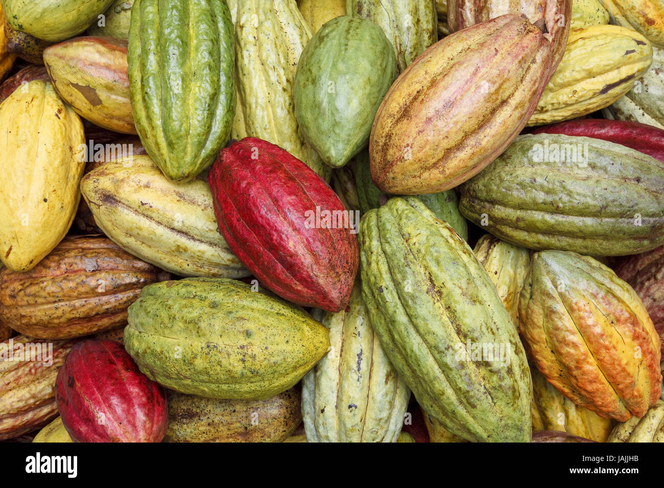 Belize,San Jose,cacao,Maya,frutta,harvest,abbastanza commercio, Foto Stock