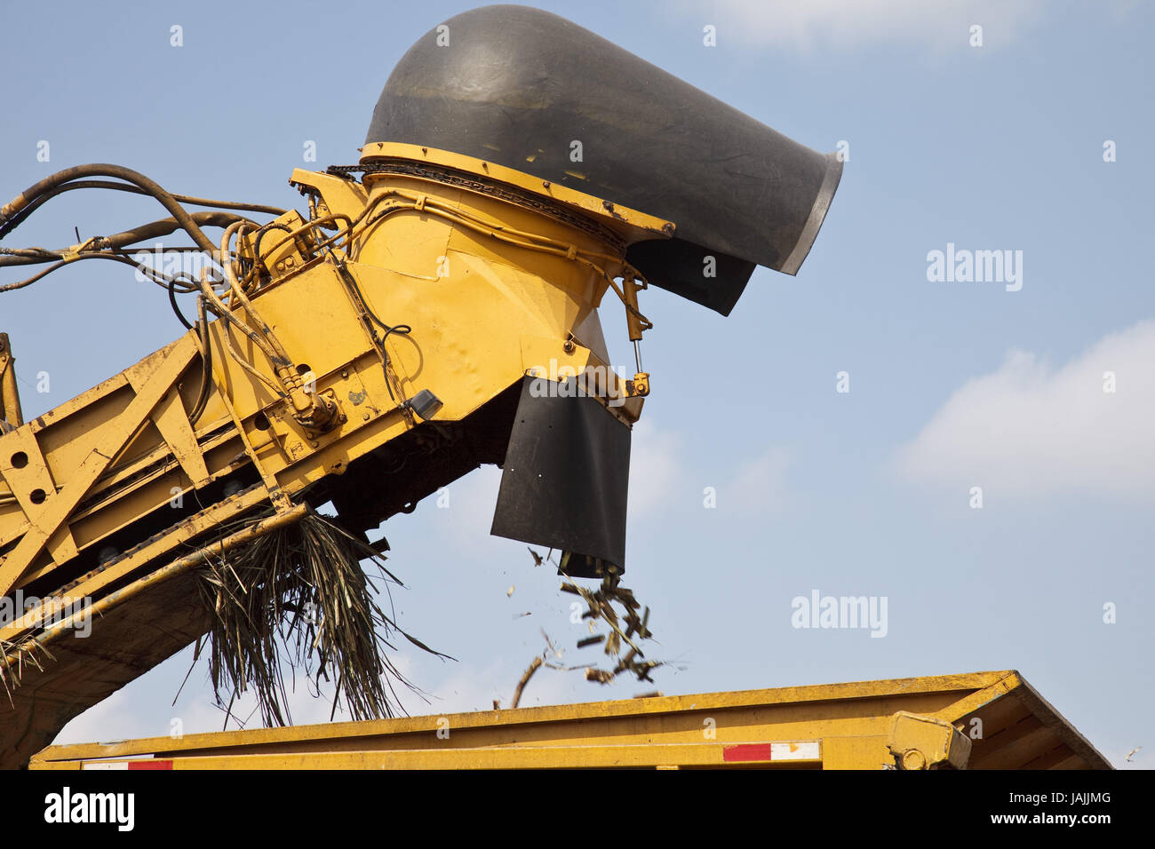 Belize,arancio Drumming District,canna da zucchero,harvest,trincia semovente, Foto Stock