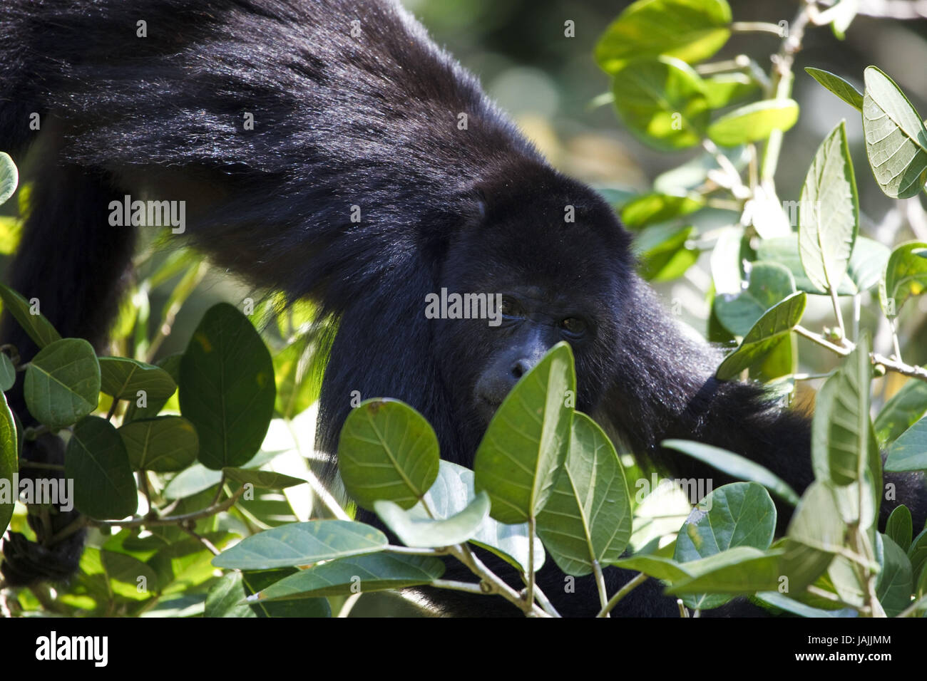 Belize,Lamanai,ululati scimmia,nella foresta pluviale, Foto Stock