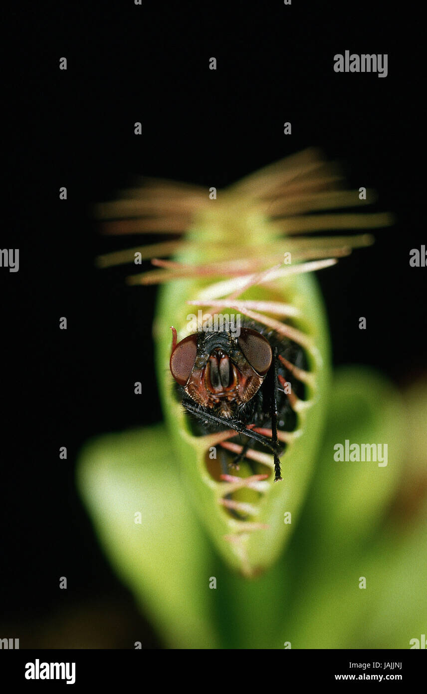 Pianta carnivora,a Venere aviation caso,Dionaea,trappola,volare, Foto Stock