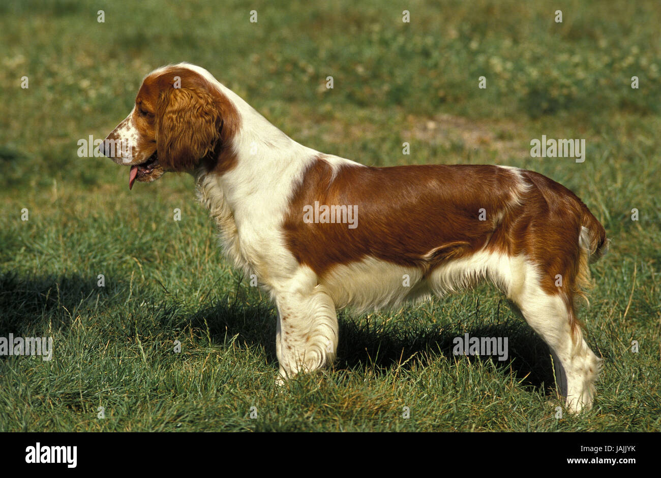 Welsh Springer Spaniel, Foto Stock