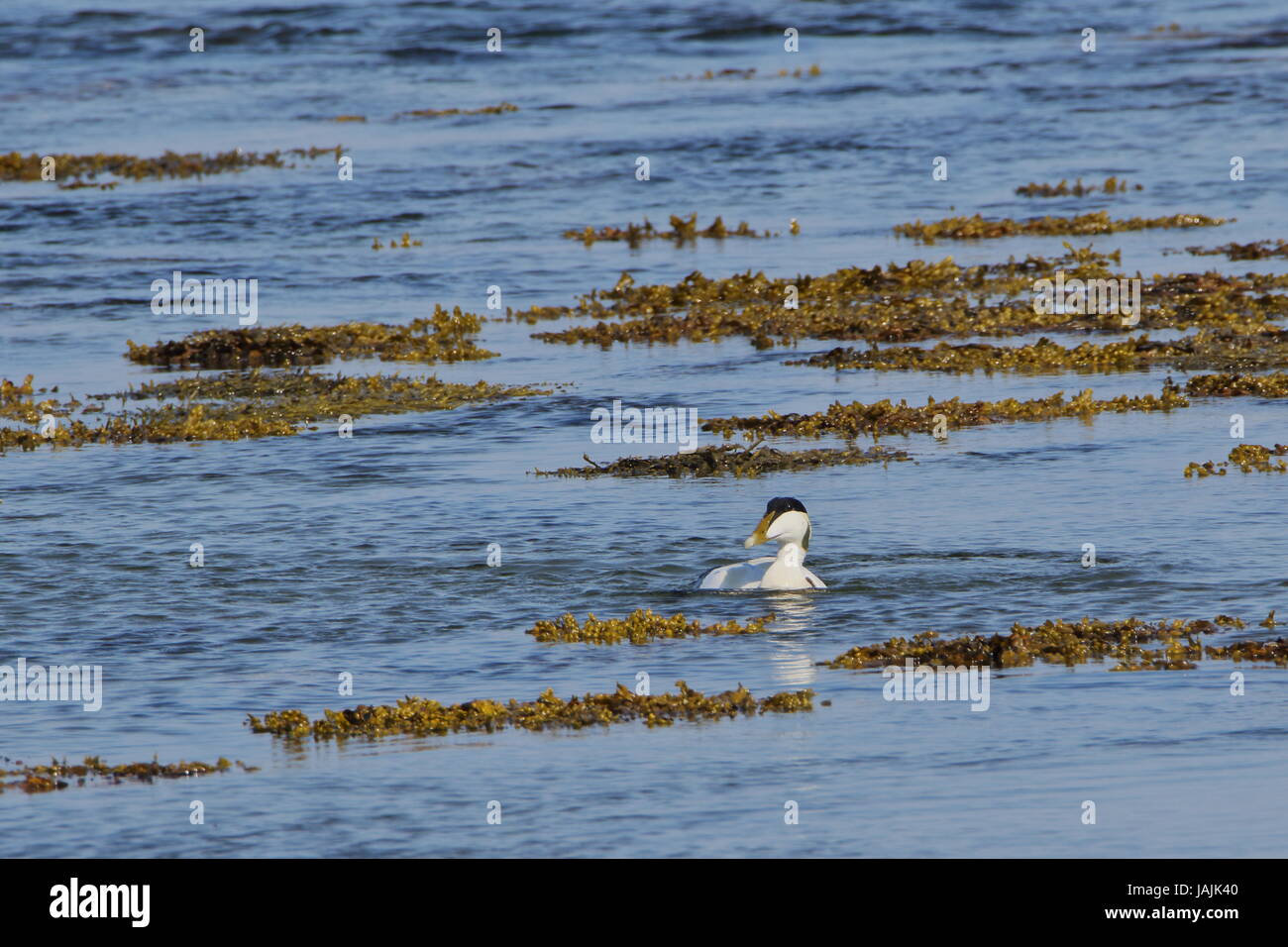 Maschio di Eider duck sul Loch flotta in Sutherland; Scozia. Regno Unito Foto Stock