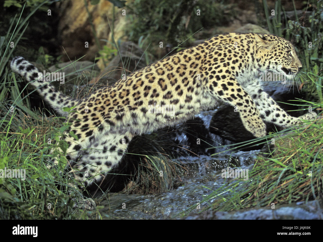 Leopardo persiano,Panthera pardus saxicolor,crack,acqua, Foto Stock