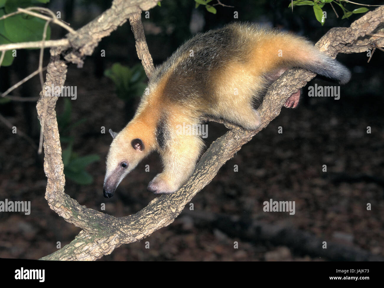 Piccolo anteater o Southern Tamandua,Tamandua tetradactyla,tronco, Foto Stock
