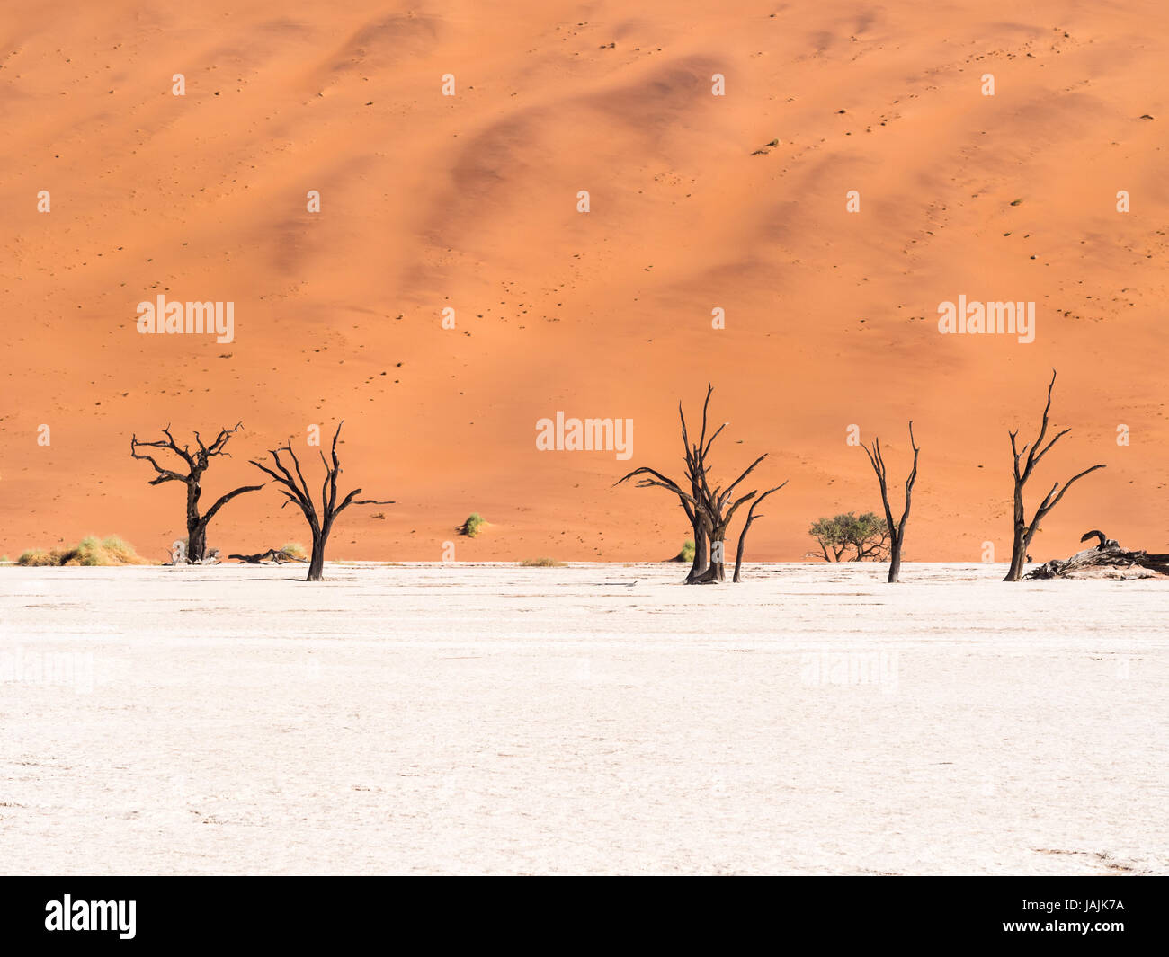 Camelthorn morto (Acacia erioloba) alberi in Dead Vlei, Namib-Naukluft National Park, Namibia Foto Stock