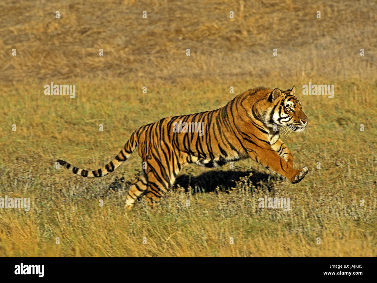 Tigre bengalese,Panthera tigris tigris,eseguire, Foto Stock