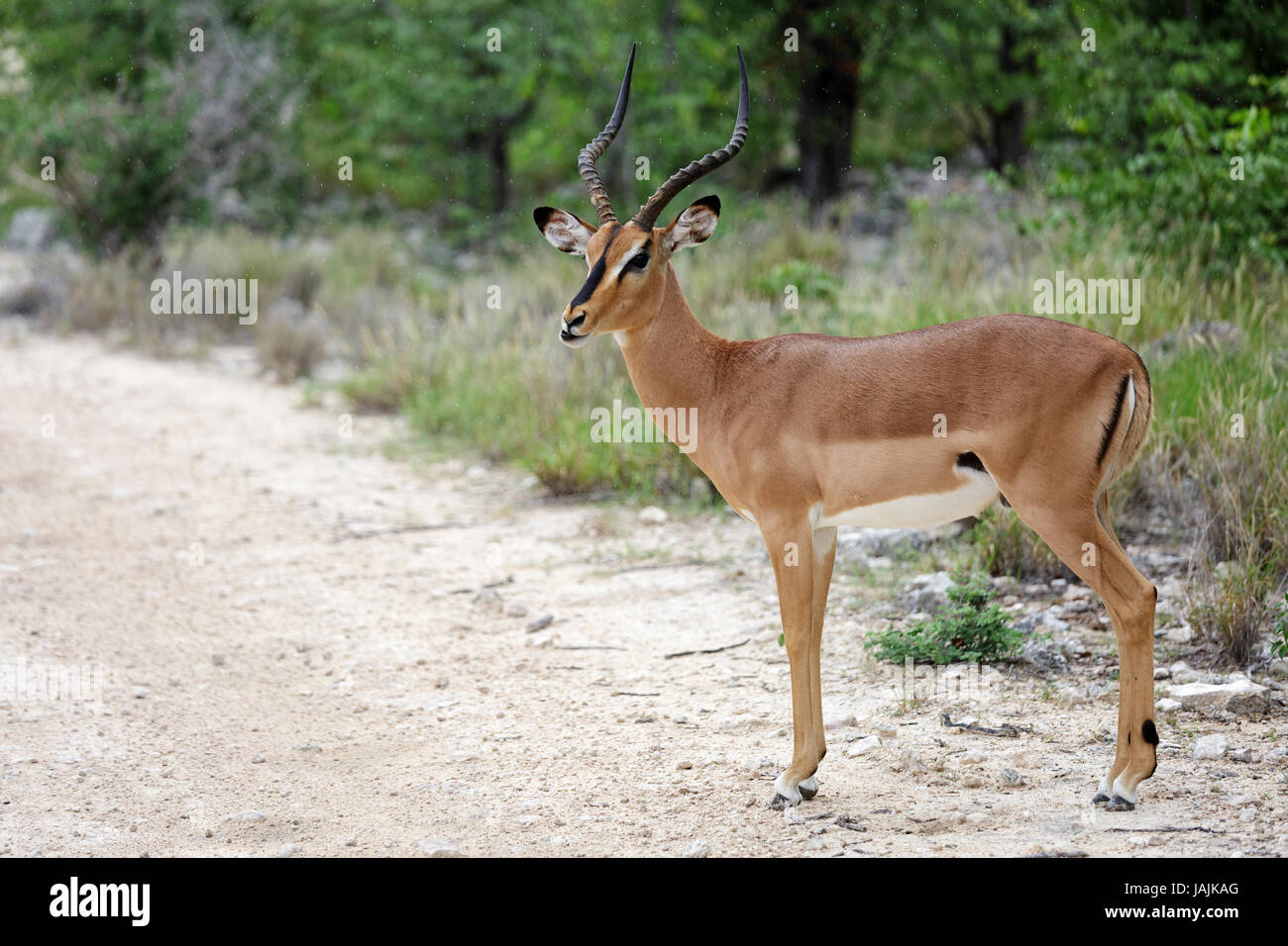 Impala antilope in piedi dalla strada di ghiaia, il Parco Nazionale di Etosha, Namibia. Foto Stock