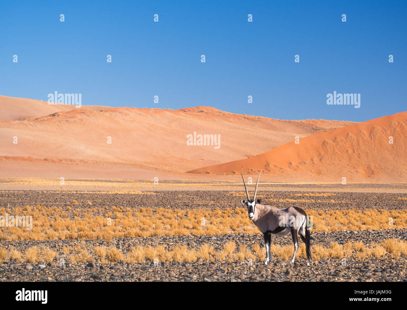Unico oryx gazelle (gemsbok) in Namibia, Africa. Foto Stock