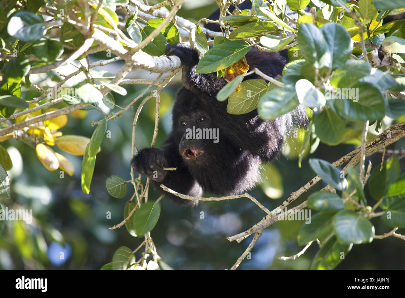 Belize,Lamanai,ululati scimmia,cibo,nella foresta pluviale, Foto Stock