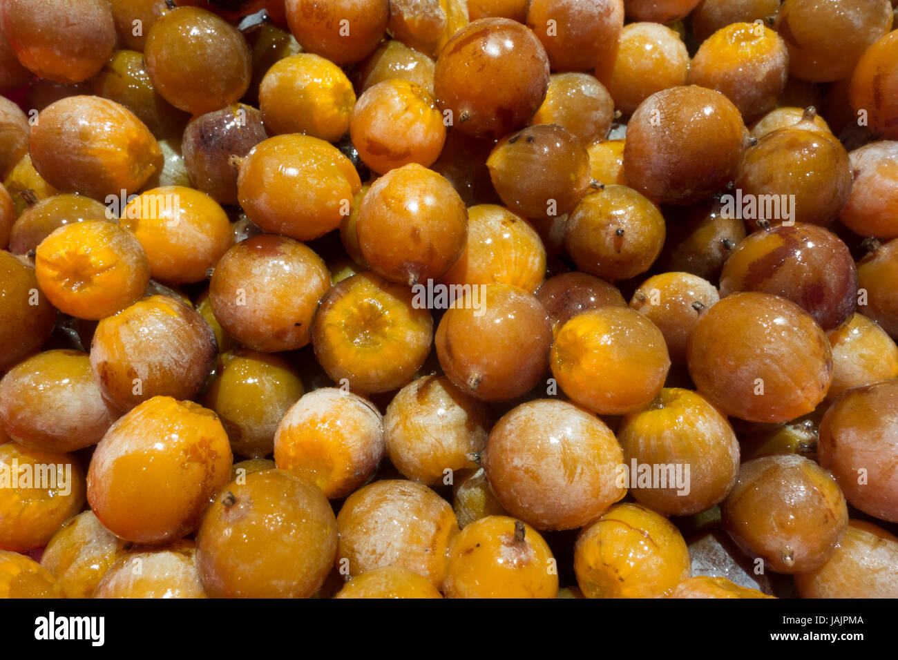 Wild Persimmon frutti closeup Foto Stock