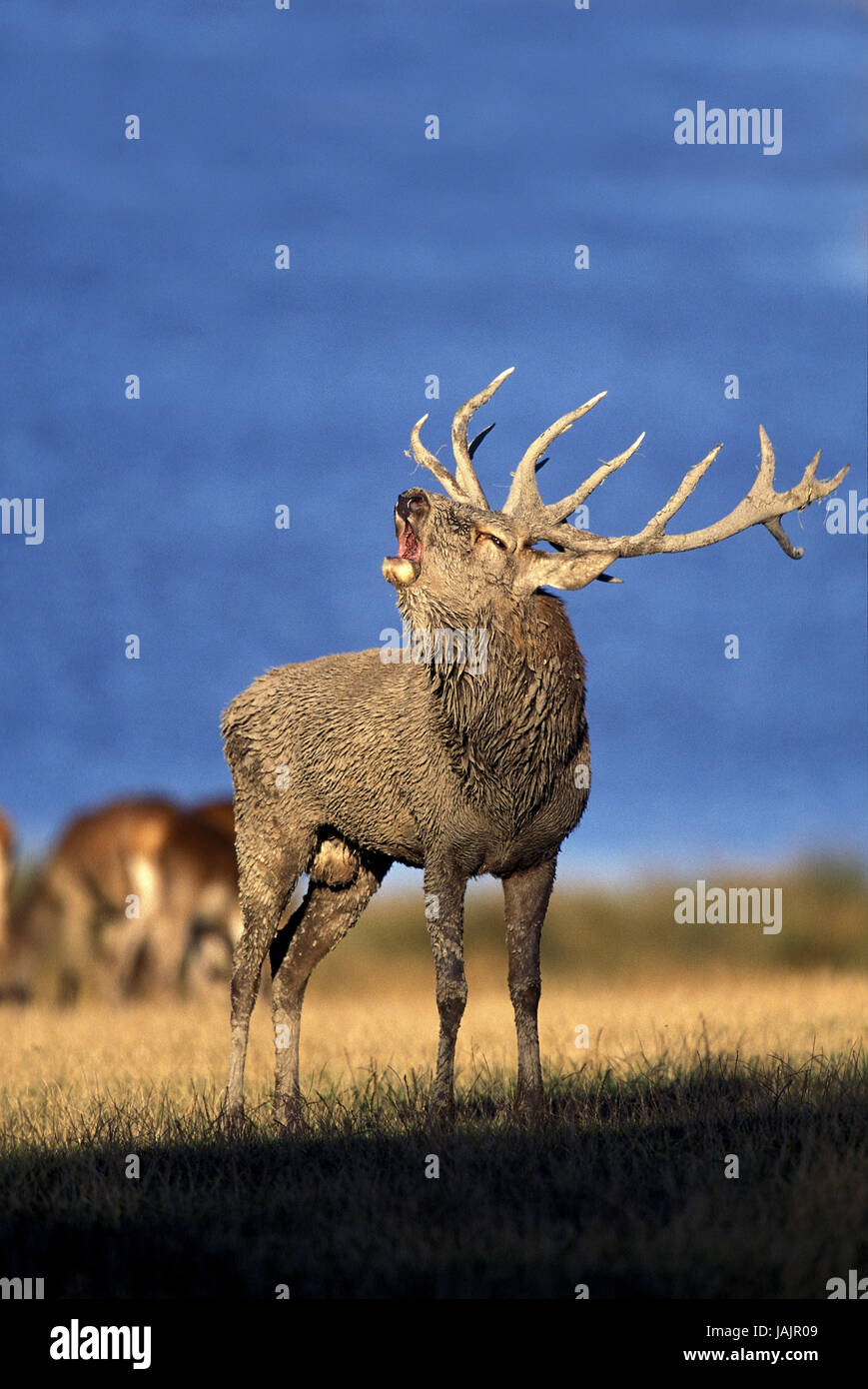 Red Deer,Cervus elaphus,piccoli uomini,bell,rut, Foto Stock