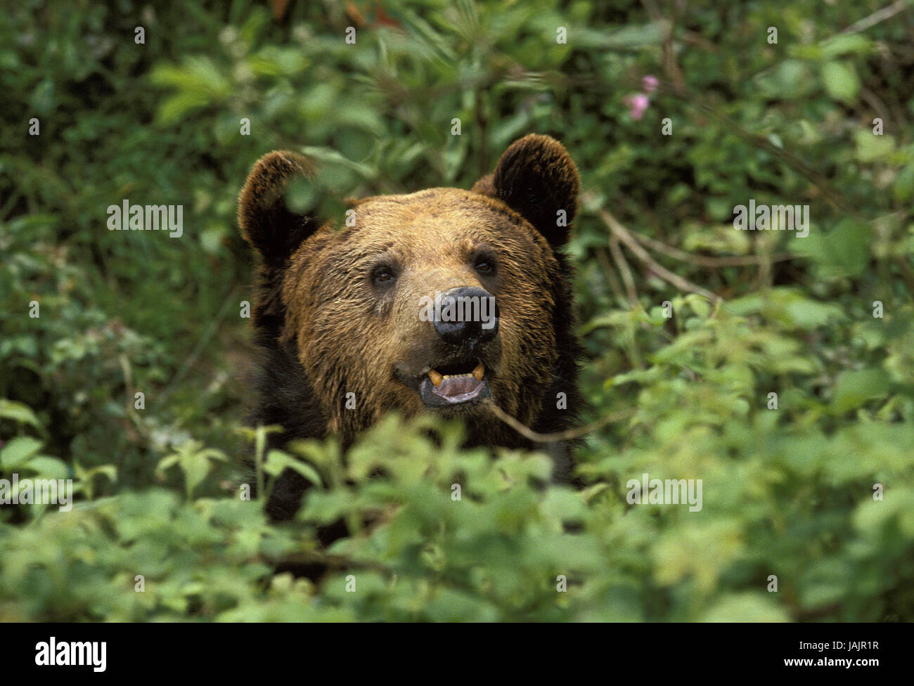 Orso bruno,Ursus arctos,testa,foglie, Foto Stock