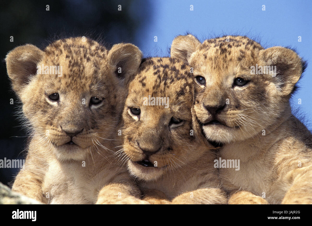 Lion,Panthera leo,ritratto,giovane animale, Foto Stock