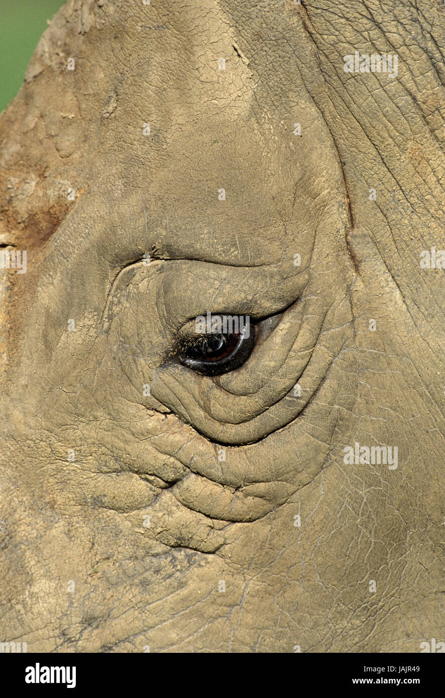 A bocca larga rinoceronte,Ceratotherium simum,medium close-up,eye,Sud Africa, Foto Stock
