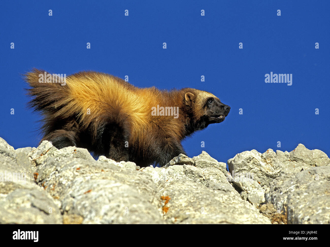 North American wolverine,Gulo gulo luscus,rocce,Canada, Foto Stock